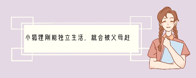 小狐狸刚能独立生活,就会被父母赶出家门。从很大程度上说,狐狸狡猾正归功于它们从小就独